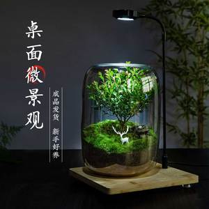 生命之树生态瓶创意微景观桌面盆栽办公室绿植成品盆景好养活青苔