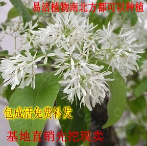 流苏树苗 流苏小苗 流苏苗木 流苏苗 流苏树苗 油根 嫁接桂花