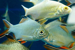 【包邮金凤鱼】包邮金凤鱼品牌,价格 - 阿里巴巴