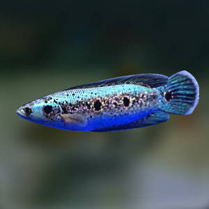七彩海象雷龙鱼蓝色大铅笔活体加里曼丹大型凶猛热带观赏鱼