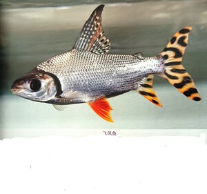 004人付款淘宝直纹飞凤鱼活体花纹飞凤鱼金银凤金红