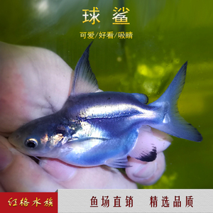 球鲨短身成吉思汗鲨大白鲨蓝鲨虎头鲨白化鲨热带淡水鱼观赏鱼活体