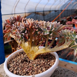 00zhuo900916淘宝新款多肉植物黄仙玉缀化锦群生多头仙人球室内超