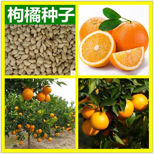 枸橘种子枳壳积实种子枸桔籽香橙红橘水果种子嫁接砧木树种籽