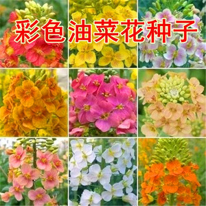 彩色油菜花种子七彩油菜籽黄色油菜子室外庭院景观花海花籽花草籽