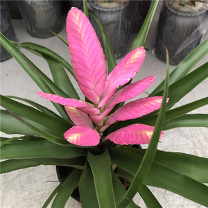 800人付款淘宝铁兰花卉植物盆栽盆景紫花凤梨花红掌盆栽办公室内绿植