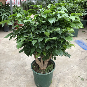 绿宝盆栽造型提根幸福树盆景四季常青室内阳台办公室观叶植物包邮