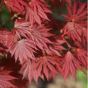 优雅红枫 永不过时的金典枫树品种 羽团扇红枫 与秋月红枫搭配