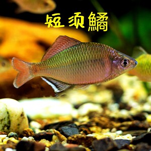 淡水贻贝瓜子蚌小河蚌活体淡水冷水原生宠物小型水族除藻观赏螺