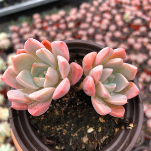 红粉佳人pinky多肉植物群生多头小老桩办公室窗台萌肉肉