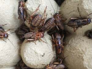 油葫芦蛐蛐 蟋蟀 活体饲料 养殖场直发现货  爬虫鸟龟守宫食物