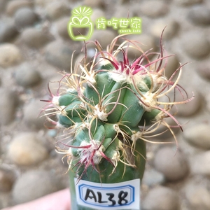 神龙玉 苗接  嫁接王冠龙 仙人球 一物一拍【肯吃世家】