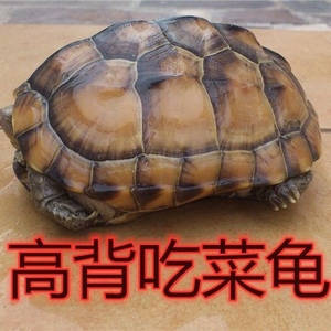 陆地巨型吃菜龟活体特大乌龟活体宠物大型乌龟素食龟生蛋龟下蛋龟