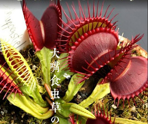 流刺捕蝇草苗食虫植物猪笼草土瓶草绿植盆栽趣味植物幼苗驱蚊