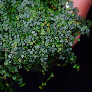 进口迷你小叶霹雳水陆雨林缸耐阴藤蔓攀爬附生造景室内观叶绿植物