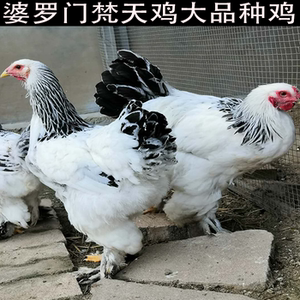 rigug淘宝熏薰衣草鸡种蛋白绣球鸡科钦球鸡翻毛鸡特种观赏鸡受精种