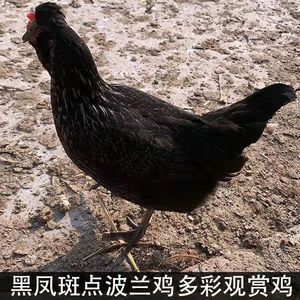 凤头乌鸡蛋种蛋受精蛋可孵化观赏鸡蛋斑点波兰鸡彩凤花纹黑风鸡蛋