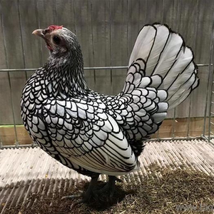 波兰鸡种蛋受精蛋引进新品观赏鸡可孵化散养宠物鸡蛋受精种鸡蛋