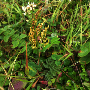 贵州野生小春花一朵云