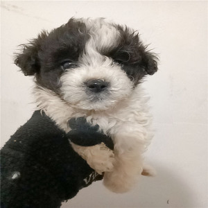 宠物狗活体小型犬泰迪混血 比熊串串 柯基小短腿家养小狗长不大