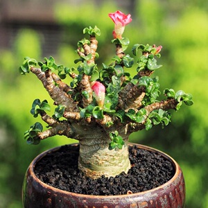 卡汉羊角沙漠玫瑰 卡汗羊角 迷你卷叶块根 龙哥多肉植物一物一拍