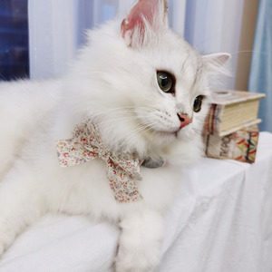 猫项圈牵引绳可爱猫咪蝴蝶结项圈碎花猫领结小猫围脖幼猫有声铃铛