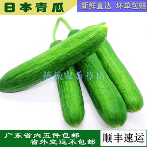 新鲜蔬菜水果日本小青瓜 迷你小黄瓜西餐配菜健身沙拉果汁500g