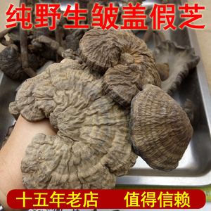 芝人于野 纯野生皱盖假芝  皱盖乌芝 香血灵芝 血灵芝