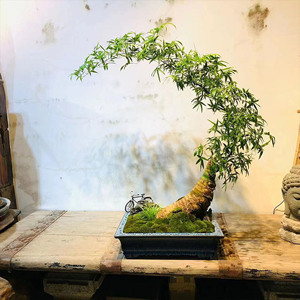 小叶勒簕竹老桩根盆景盆栽素材茶室内外绿植禅意摆件宝塔易宝塔养