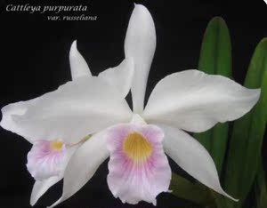 卡特兰桃红唇婆婆(马上开花带盆发顺丰)