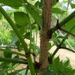 扦扦活 接骨风 接骨丹 续骨木 舒筋树500克包邮2人付款11