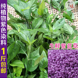 紫蓝草广西三月三彩色饭植物染料饭团红蓝草五色糯米饭染色草紫色