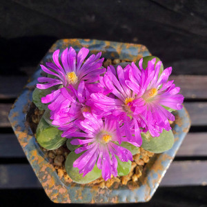 【元宝无比玉】肉锥系列可爱植物一堆堆开花生活的小美好礼物肉