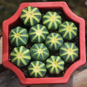 【星球兜锦】小南瓜锦可爱球球会开花喇叭花可爱植物呆萌的球球