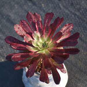 【法师三仙之一 红腹轮锦】阳光灿烂法师多肉锦罕见稀有大尺寸