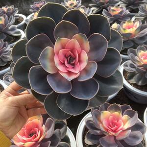 红心莲多肉紫珍珠超大老桩植物群生包邮含盆带土栽好一物一拍好养