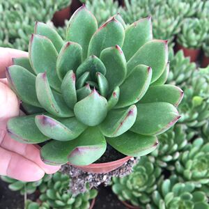 圣诞东云多肉植物老桩超大包邮含盆带土栽好客厅阳台新手好养包活