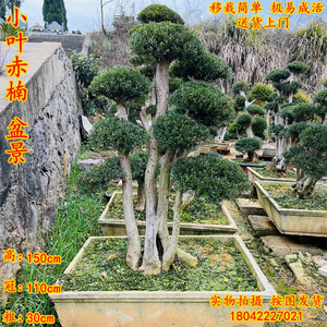 小叶赤楠盆景老桩庭院假山绿植摆件包邮四季常青古桩红杨黄杨造型