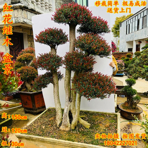 小叶赤楠盆景老桩庭院假山绿植摆件包邮四季常青古桩红杨黄杨造型