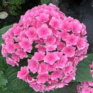 你我在一起重瓣绣球可调色大花你我系列品种老枝开花阳台庭院直立