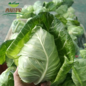 新鲜卷心菜牛心菜牛角甘蓝包心菜绿甘蓝菜500g蔬菜基地现菜顺丰