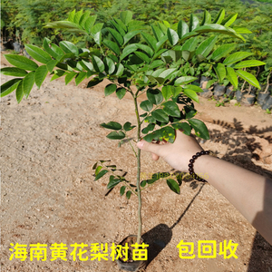 海南黄花梨树苗名贵苗木黄花梨小苗庭院常绿降香黄檀正宗珍贵植物