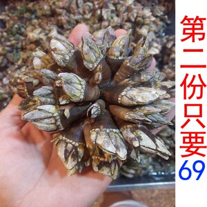 宁德鲜活大佛手贝观音手鹅颈藤壶狗爪螺海鸡脚野生佛手螺500g