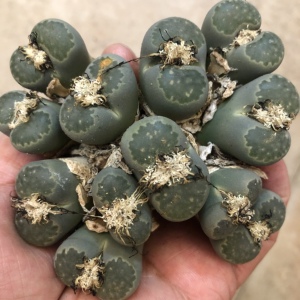 【琥珀玉生石花母本】琥珀玉生石花母本品牌,价格 - 阿里巴巴