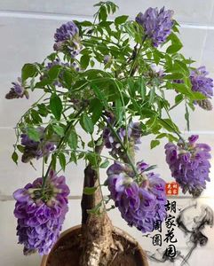 紫藤花树苗盆栽庭院嫁接紫罗兰老桩当年开花美藤大白紫水晶盆景