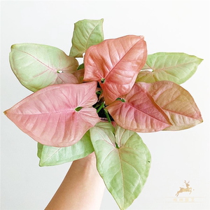 合果芋霓虹合果芋粉色恋人 粉红佳人 合果芋植物盆栽耐热桌面绿植