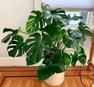 龟背竹大盆栽大型