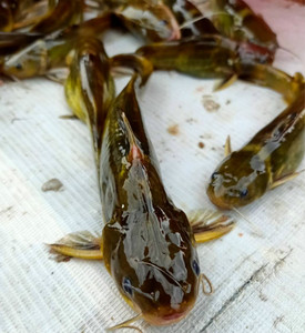 黄骨鱼新鲜淡水鱼野生嘎骨丁黄辣丁黄骨鱼500g鲜活体现杀水产