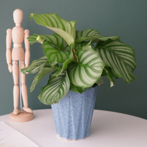 圆叶青苹果竹芋土培观叶植物室内盆栽喜阴绿植净化空气吸甲醛包邮