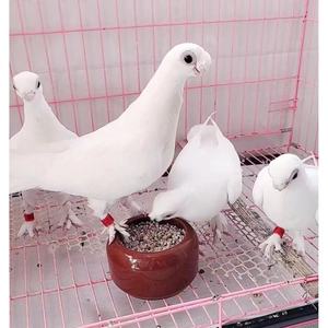 新疆系断罪观赏鸽豆眼白种鸽青年一对活体
